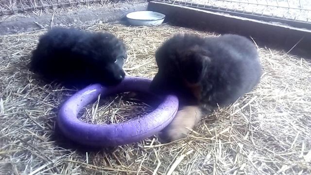 Малышам 41 день. На видео мальчишки играют с пулером.
H... Yankor Crimea