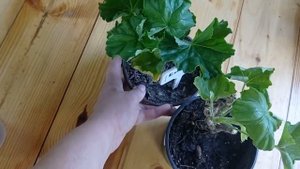 Emma fran Bengtsbo тюльпановидная пеларгония. Обзор на 22.10.2023.