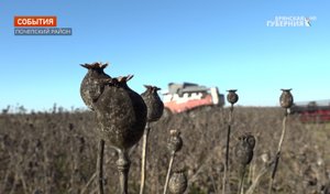 На брянском заводе приступили к переработке выращенного в Почепском районе опийного мака