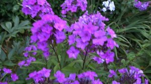 Флокс метельчатый Сирень Лиловая. Автор: не определено