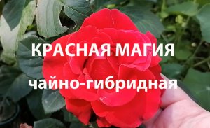 Чайно-гибридная роза Красная Магия