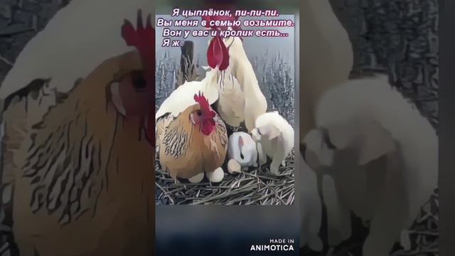 Щенок напросился в куриную семью...Няшка.