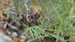 Чистим пруд бактериями Понд Трит