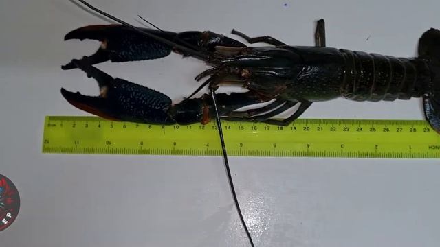 2-х годовалый пресноводный лобстер, Австралийский Красноклешневой Рак смотреть онлайн