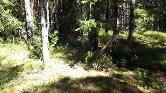 Грибная охота с Лидой Соловьевой смотреть онлайн