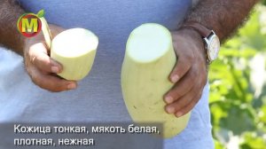 СОРТА КАБАЧКОВ для открытого грунта. КАБАЧОК АСТРОНОМ