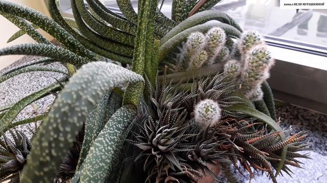 Почему СОХНУТ ЛИСТИКИ у СУККУЛЕНТОВ? смотреть онлайн