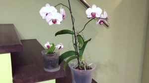 ОРХИДЕЯ цветет ТРИ года ПОДРЯД, это фаленопсис Ред Лип (Phalaenopsis Red Lip)