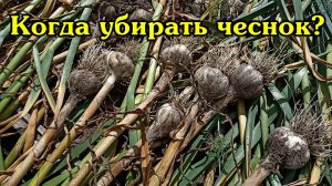 Как понять что пора убирать чеснок