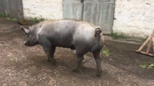 ХРЯК КАНТОР, одна из лучших пород свиней #Shorts