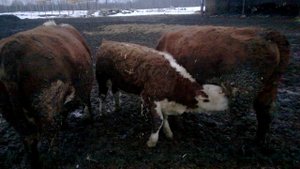 Ласковый теленок герефорд