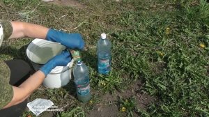 МУЛЬЧИРОВАНИЕ КЛУБНИКИ УХОД ЗА КЛУБНИКОЙ ВО ВРЕМЯ ЦВЕТЕНИЯ И ПЛОДОНОШЕНИЯ