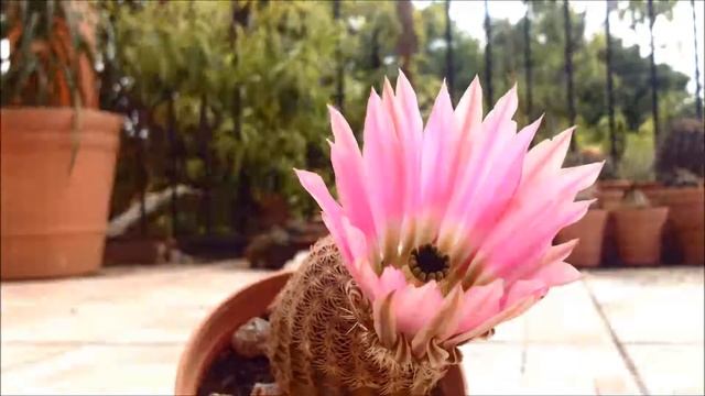 Timelapse Echinocereus Pectinatus смотреть онлайн