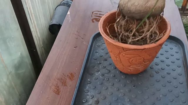 История одной Нолины от семечка до...? смотреть онлайн