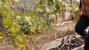 Осенняя обрезка винограда в Сибири и оригинальный способ зимнего укрытия.
