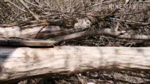 Вызов Слендермена (Он пришёл 😱😰)