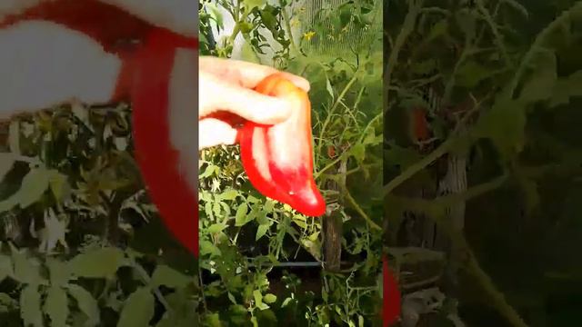 ТОМАТ РОЗОВЫЙ ТЮЛЬПАН Обалденный, очень вкусный сорт томатов!!!! #сортатоматов