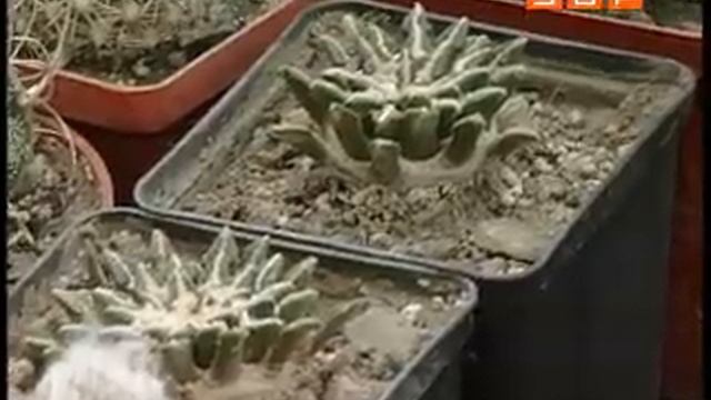 начать бизнес с нуля продажа и разведение кактусов