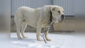 Исповедь алабая (Песня)