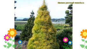 Сосна веймутова Луи. Краткий обзор, описание характеристик, где купить pinus strobus Louie