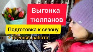 ⚫ Выгонка тюльпанов 21-22 подготовка к сезону.