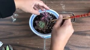 HOW TO FIX ELONGATED SUCCULENTS  Secrets to Fast PropagationASMR   YouTube