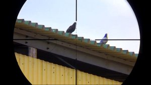 Pest Control - Отстрел Голубей На Ферме | Shooting Pigeons On The Farm