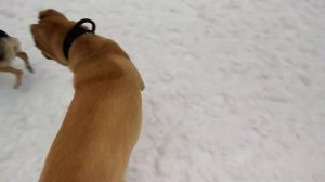 Йоша и Хан(2) игра, Акела-Йоша охотится на оленя-Хана