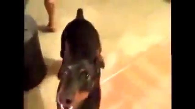 Как собака собирается на дачу смотреть онлайн