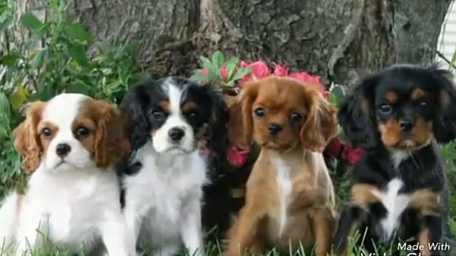 Английский хокер Кинг Чарльз спаниель щенок и зрозлый !!!