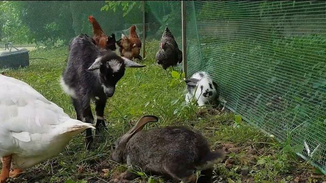 Выездной контактный зоопарк. Аренда животных смотреть онлайн