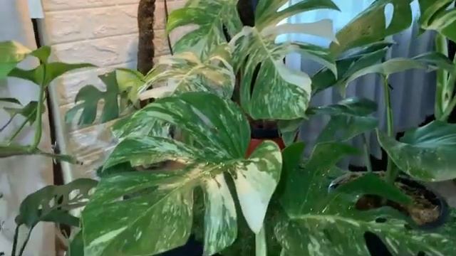 Monstera Albo, Philodendron Pastazanum And Philodendron Florida Beauty
