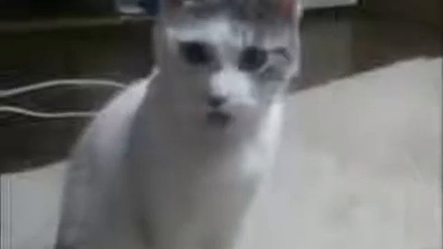 Самые смешные коты и кошки в youtube! Часть1 смотреть онлайн