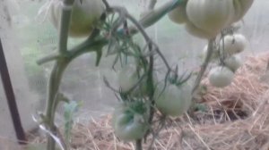 Сорт томатов Томанде ( Томато )