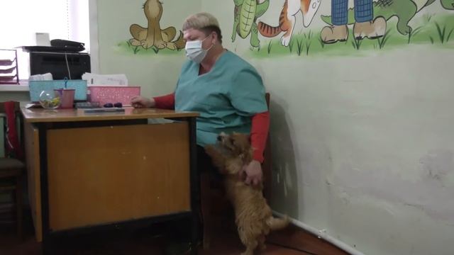 Будущий ветврач Анастасия Рытова в клинике «Айболит».