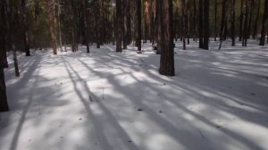 Ориентирование в тайге, как выглядит квартальная просека