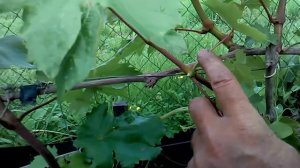 Формирование плодовых почек на лозах замещения