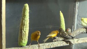Едят ли канарейки кукурузу.