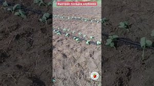 Быстрая посадка клубники. Наш способ.