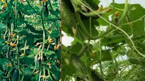 ПРИЩИПЫВАНИЕ ОГУРЦОВ