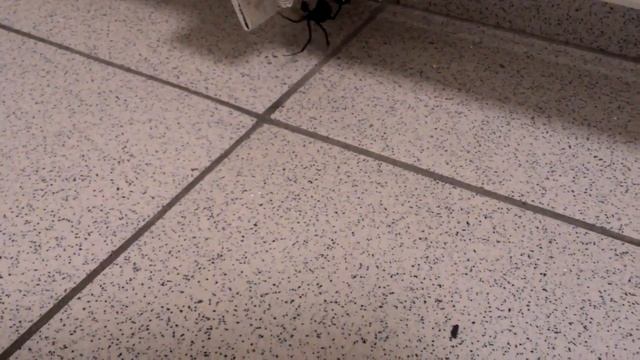 Смертельно опасный паук каракурт заполз в Сбербанк на юге Волгограда смотреть онлайн