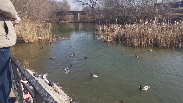 утиный остров. река тускарь. смотреть онлайн