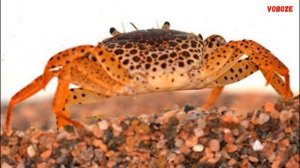 Аквариумный Леопардовый Краб Содержание Чем кормить и Совместимость