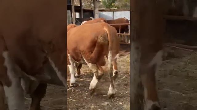 АВСТРАЛИЙСКИЕ СЕМЕНТАЛ БЫЧКИ ЧИСТОПОРОДНЫЕ 89292324444