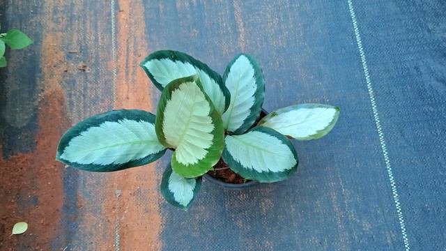 💥20 രൂപ മുതൽ ചെടികൾ | Plant Sale Malayalam | Begonia |Calathea | Philodendron | Flowering Plant|Fer