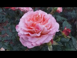 Роза Августа Луиза(Augusta Luise). Съемка 12 октября. #розы #розаавгусталуиза