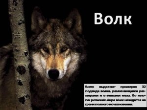 Волк Все о волках
