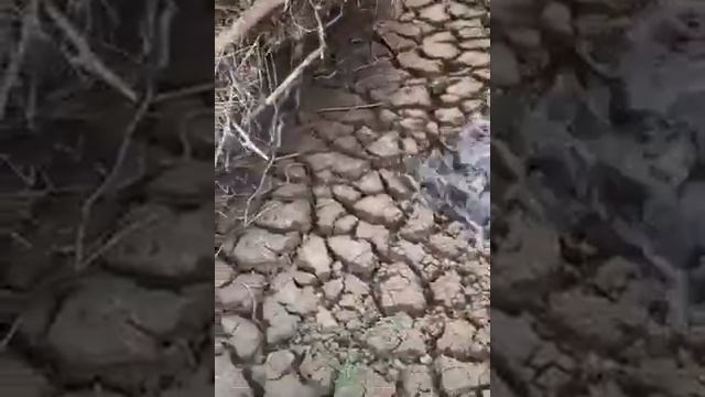 Пересохшая река Намой в Австралии наполняется водой впервые за 8 месяцев