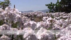 иберис, иберийка крымская