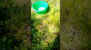 выжить в деревне, если пока нет огорода. заготовка сныти на зиму
